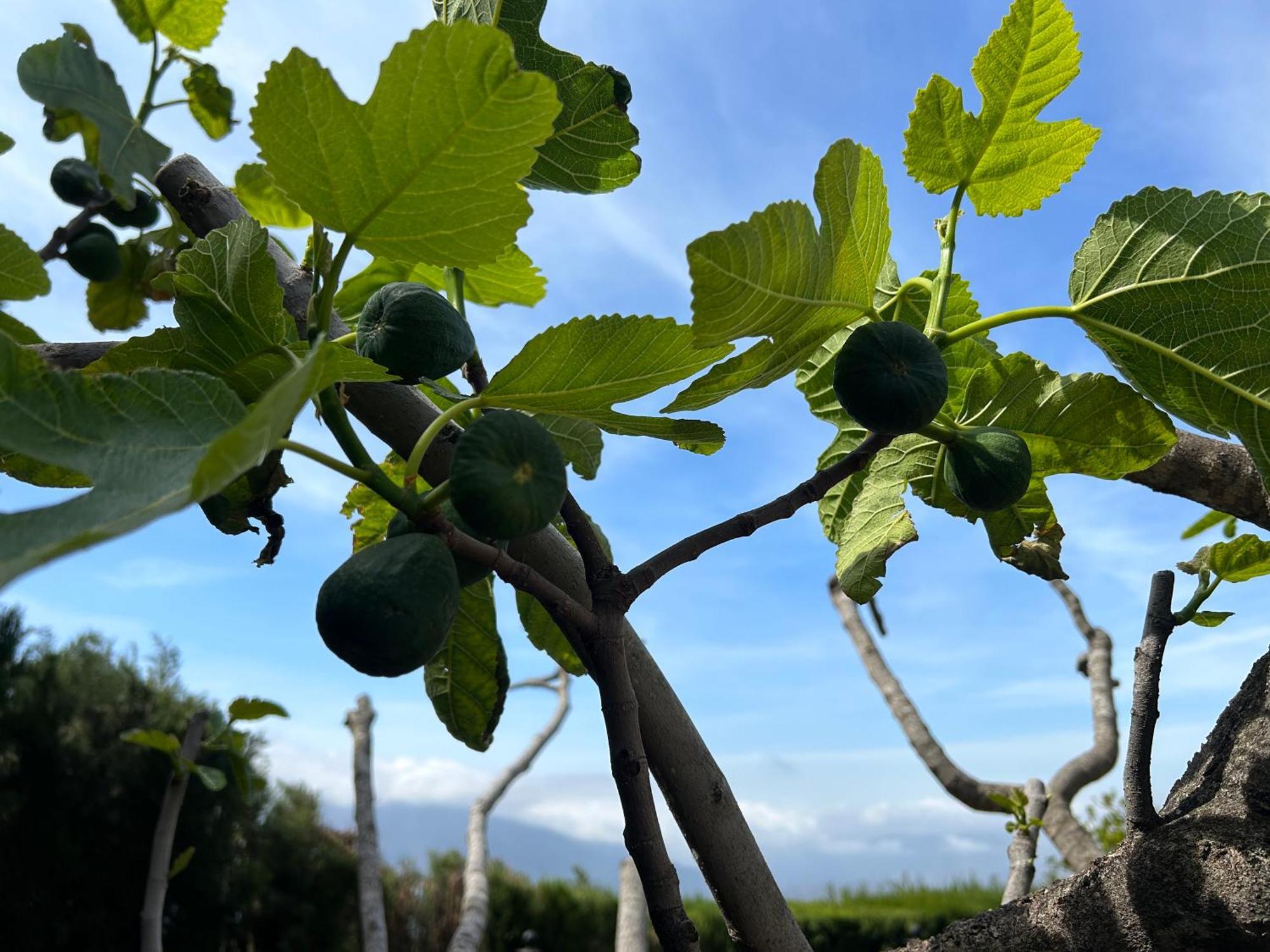 Villa Rustica En La Alpujarra - La Gualalla - Soportujar Carataunas Luaran gambar